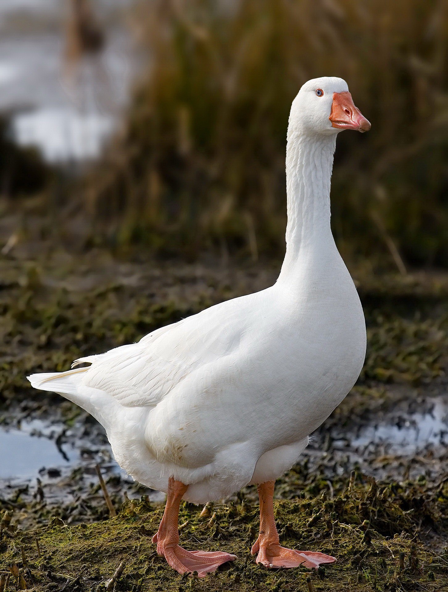 Flock of Geese