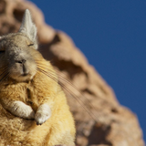 Viscacha