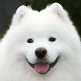 fluffy_cloud