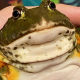 HopToad