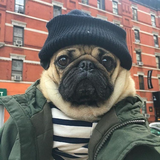 Puggerino