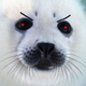 Angry_Seal